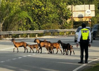 SEORANG anggota trafik dari Ibu pejabat Polis Daerah Jerantut mengawal lalu lintas apabnil sekumpulan ternakan kambing melintas jalan di persimpangan Felda Padang Piol, Jalan Jerantut-Maran.