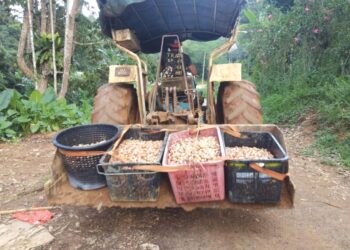 TRAKTOR digunakan bagi mengangkut biji durian untuk dibawa ke tapak semaian di sebuah kebun durian di Batu Talam, Raub, Pahang.