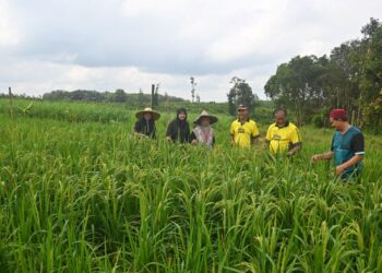 HUSSIN Ismail (dua dari kanan) meninjau pokok padi darat yang ditanam di  Bukit Tinggi, Kampung Tebakang, Kuala Terengganu, semalam. – UTUSAN/PUQTRA HAIRRY ROSLI