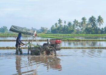 PESAWAH kini menghadapi kerugian disebabkan pelbagai faktor seperti perubahan cuaca drastik.
– UTUSAN/IZLIZAN OTHMAN