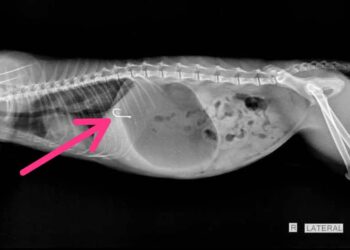 KEPUTUSAN X-ray menunjukkan mata kail ada di dalam perut kucing berkenaan.