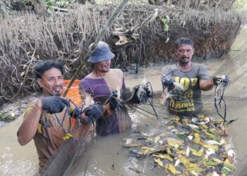 NELAYAN darat menaikkan udang daripada belat yang dipasang di muara Sungai Perak di Teluk Intan 
baru-baru ini. – UTUSAN/AIN SAFRE BIDIN