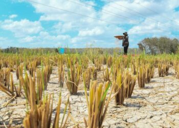 SEORANG petani melakukan kerja-kerja di sawah dalam keadaan cuaca panas melampau dengan keadaan bendang mula merekah dan kering-kontang di Kok Klang, Perlis, semalam.- UTUSAN/IZLIZAN OTHMAN