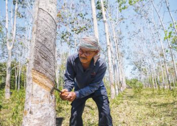 Kerajaan rangka pelbagai program untuk tingkatkan pengeluaran hasil getah. - GAMBAR HIASAN