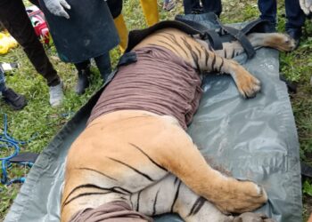 HARIMAU belang yang masuk perangkap dipasang Perhilitan di Kampung Ulu Kuang dekat Chemor, di Ipoh hari ini.-UTUSAN