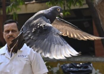 BURUNG merpati yang dikurung kerana disyaki pengintip dari China akhirnya dilepaskan Rabu lalu.-AGENSI