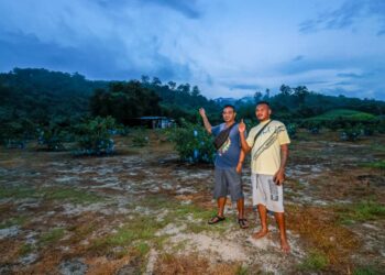 ALI Manto (kanan) dan rakannya menunjukkan kawasan ladang jambu, lokasi sekumpulan PATI yang datang meminta pertolongan daripada mereka di Kampung Senta dekat Bidor semalam. - UTUSAN/MUHAMAD NAZREEN SYAH MUSTHAFA