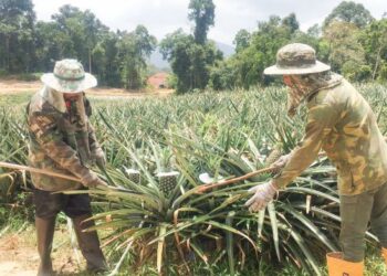 CUACA panas dengan suhu melebihi 35 darjah Celcius bakal memberi kesan kepada sektor penanaman se­perti sayur dan buah-buahan termasuk nanas.