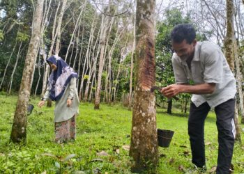 MOHAMAD Shamsudin Mamat bersama isteri keluar menoreh di Kampung Kepas Apam Pasir Mas, Kelantan. - UTUSAN/ ROHANA ISMAIL