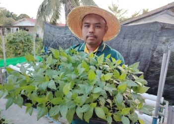 MUHAMMAD Izwan Ismail menunjukkan anak pokok cili padi bara yang dijualnya di Kampung Sri Keledang, Slim River, Tanjung Malim.