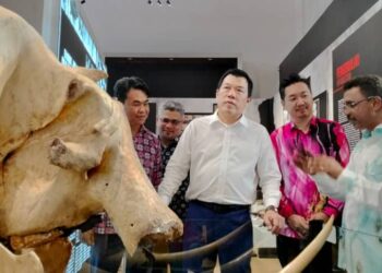 LOH Sze Yee (tengah) melihat tengkorak gajah berusia 130 tahun di Muzium Taiping. - UTUSAN/WAT KAMAL ABAS