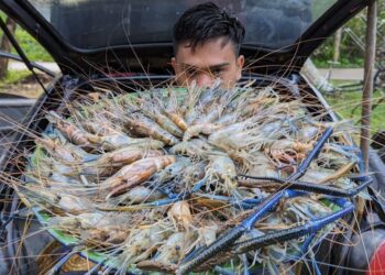 SEORANG pemancing menunjukkan hasil diperoleh selepas sehari memancing udang galah di Sungai Kahang, Kluang, Johor.