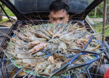 udang galah