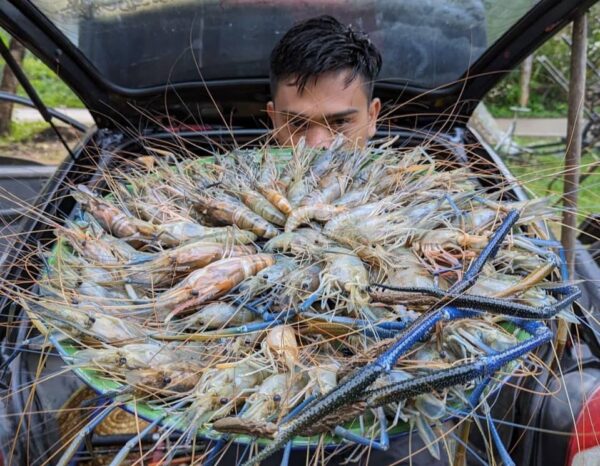 udang galah