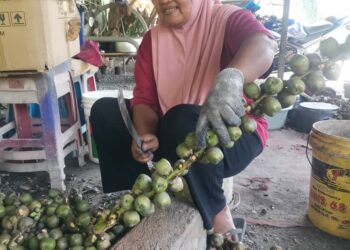 HALIMAH Zainal Abidin memotong buah kabung atau buah kantor di tempat memproses di Kampung Gajah di Pasir Salak. - UTUSAN/AIN SAFRE BIDIN