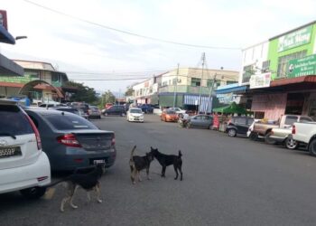 ANJING liar semakin bertambah dan amat membahayakan pejalan kaki di sekitar Tawau, Sabah.