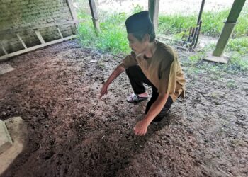 MOHD. Zaki Salleh menunjukkan kesan tapak kaki dipercayai milik harimau yang ditemukan di rumahnya di Kampung Losong Panglima Perang, Kuala Terengganu, hari ini.- UTUSAN/KAMALIZA KAMARUDDIN