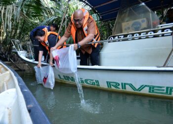 MOHD. Faizal Ramli (kanan) dan Doreen Wee Siew Leen (dua dari kanan) melepaskan benih udang galah pada Program Pelepasan Benih Udang Galah Serentak Seluruh Negeri Sembilan di Sungai Linggi di Pengkalan Kempas Port Dickson hari ini.-UTUSAN/MOHD. SHAHJEHAN MAAMIN.