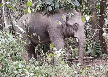 SEEKOR gajah jantan berjaya ditangkap Jabatan Perhilitan di Kampung Subong, Rancangan Pemulihan Tanah (RPT) Kesedar Sungai Terah, Gua Musang, Kelantan, semalam.-IHSAN PERHILITAN