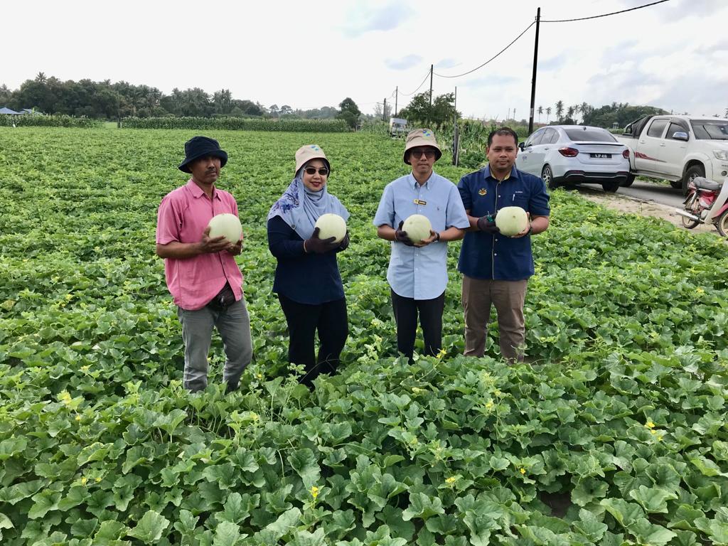 Kemarau tidak jejaskan bekalan sayur di Kelantan-FAMA