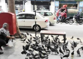 PERBUATAN memberi sisa makanan kepada burung merpati boleh dikenakan kompaun oleh Majlis Bandaraya Pulau Pinang (MBPP).