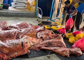 SEORANG penguatkuasa JPVPP sedang memeriksa karkas lembu yang dirampas berhampiran pasar awam Bukit Mertajam, Pulau Pinang.