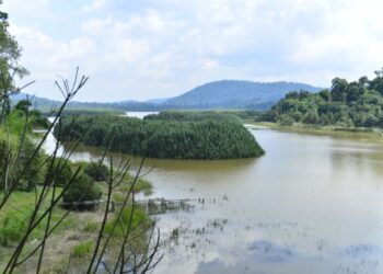 KEADAAN Tasik Chini yang ditumbuhi pokok rasau dan memerlukan pemulihan bersepadu bagi memulihkan kembali tasik semula jadi kedua terbesar di Malaysia selepas Tasik Bera itu. – UTUSAN/SHAIKH AHMAD RAZIF