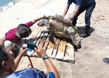 KEADAAN bangkai penyu agar jantan dewasa yang ditemukan di Pantai Maras, Kuala Nerus, Terengganu, Ahad lalu.