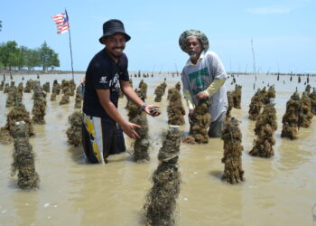 MOHD. Hairel Mohd. Rashid (kiri) bersama bapanya Mohd. Rashid Ariffin sewaktu di kawasan ternakan kupang yang diusahakan mereka di Pasir Panjang, Port Dickson.