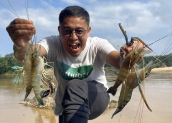 LOKMAN Abdullah menunjukkan empat ekor udang galah bersaiz besar yang ditangkap di sungai berdekatan Kuala Tembeling di Jerantut, Pahang. - UTUSAN/HARIS FADILAH AHMAD