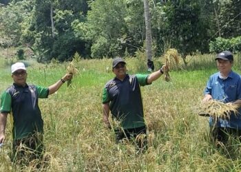 MUHAMMAD Sanusi Md Nor bersama Zakaria Othman (kiri) berada di kawasan penanaman padi huma di Kampung Chepir, Sik.