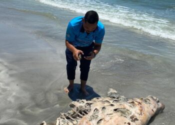 DUGONG dewasa bersaiz panjang satu meter yang ditemukan terdampar di kawasan pantai berhampiran Tanjung Leman, Mersing.