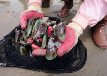 JUALAN hasil laut dwicengkerang seperti kerang dan kupang dari perairan Melaka dihentikan sementara, selepas didapati tidak selamat untuk dimakan kerana  terdapat biotoksin dan alga berbahaya. - GAMBAR HIASAN