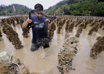 PENTERNAKAN kupang yang diusahakan di kawasan Pasir Panjang, Port Dickson.-UTUSAN/MOHD. SHAHJEHAN MAAMIN.