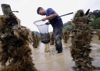 PENTERNAKAN kupang yang diusahakan di kawasan Pasir Panjang, Port Dickson.-UTUSAN/MOHD. SHAHJEHAN MAAMIN.