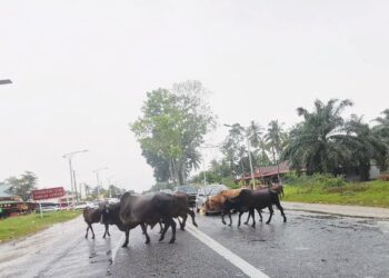 SUDAH tibanya masanya pihak berkuasa bersikap tegas ke atas pemilik  lembu dengan mewajibkan mereka menandatangani aku janji untuk bertanggungjawab sekiranya terdapat kemalangan melibatkan haiwan peliharaan mereka. – GAMBAR HIASAN