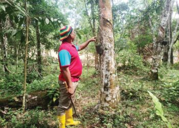 NAJID Abu memeriksa melihat pokok getah tua yang kurang menghasilkan susu di Kampung Tanjung Buluh, Lipis, Pahang. – UTUSAN/HARIS FADILAH AHMAD