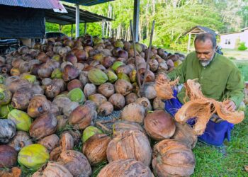 MENJELANG Aidilfitri, seorang pengusaha santan, Ab Aziz Hassan, 65, memperoleh sekitar RM 300 sehari melalui tempahan dan penjualan santan di rumahnya di Kampung Kok Klang, di sini, baru-baru ini. - UTUSAN/IZLIZAN OTHMAN