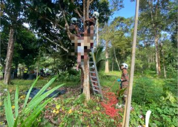 Anggota bomba sedang menurunkan mayat mangsa seorang warga emas lelaki Orang Asli yang meninggal dunia di atas pokok di Kampung Limau, Pos Betau, Lipis. - FOTO/JBPM PAHANG