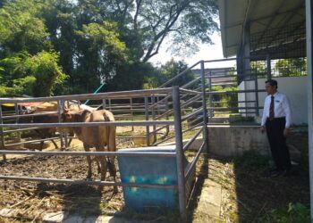 SAKDUDDIN Zamli melihat lembu yang terlibat dalam proses lelongan awam di Kuala Kangsar, Perak semalam. - UTUSAN/ FADZIL ZAINOL