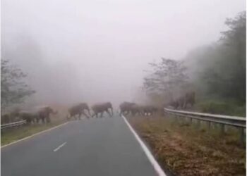 SEKUMPULAN gajah mula melintas jalan raya berdekatan Kampung Samas.