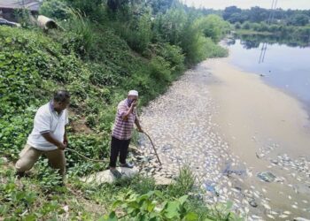 MOHD Radzi Shamsudin (kanan) bersama Nasir Yunus melihat bangkai ikan tilapia yang mati dan terapung hingga menimbulkan bau busuk di kolam kumbahan Taman Semarak, Sungai Petani, Kedah. -UTUSAN/OTHMAN YAHAYA