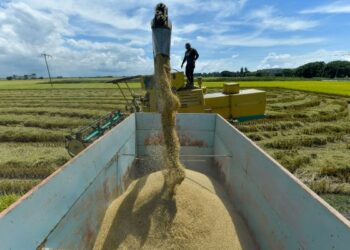 PENGILANG-PENGILANG besar didakwa membeli hasil tanaman padi pada harga lebih mahal dan dalam jumlah banyak menyebabkan kilang-kilang kecil tidak mampu bertahan.