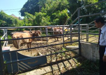 SAKDUDDIN Zamli melihat lembu yang terlibat dalam proses lelongan awam di Kuala Kangsar, Perak hari ini. - UTUSAN/FADZIL ZAINOL