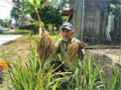 Tanam padi huma di pekarangan rumah