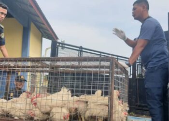 ANGGOTA penguatkuasa MPM menyita ayam di pusat penyembelihan haram di Sitiawan hari ini. - UTUSAN/IHSAN MPM