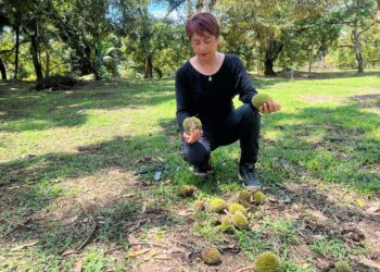 TINA Chong melihat buah durian Musang King yang gugur di kebunnya akibat cuaca panas di Taman Rusa, Gua Musang, Kelantan. - UTUSAN/AIMUNI TUAN LAH