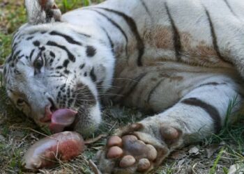 SEEKOR harimau menjilat Bloodsicles diperbuat daripada daging lembu atau ayam dikisar beku, darah haiwan dan vitamin.-AFP