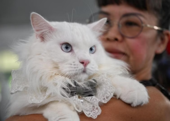 KUCING peliharaan berusia setahun, Hello Kitty dan pemiliknya, Debbie Mok pada acara Pets’ Day Out di East Coast Park, kelmarin. -CNA