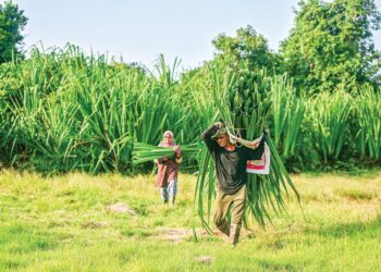 Simek Mamat dan suaminya, Sulong Sulaiman mengangkat daun mengkuang yang telah dipotong untuk dijual kepada pengusaha kraftangan di Kampung Tok Pong, Kedai Buluh, Marang – UTUSAN/PUQTRA HAIRRY